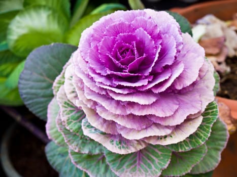 Violet flowering cabbage in nature