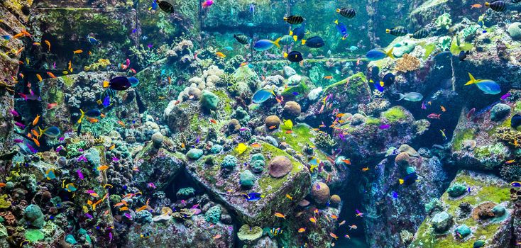 Photo of a tropical fish on a coral reef in Dubai aquarium