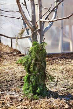 Protect the tree from mouse branches of spruce