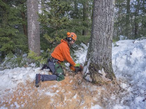 Tree cutting by a lumberjack with large chainsaw