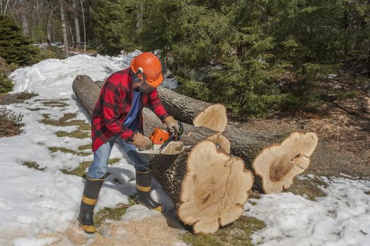 Cutting tree trunk with a chainsaw
