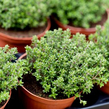 fresh green aromatc thyme herb macro on market outdoor