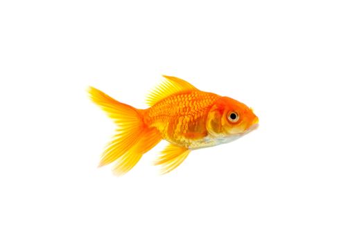 Gold fish isolated on a white background