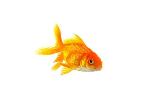 Gold fish isolated on a white background