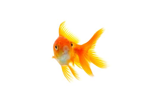 Gold fish isolated on a white background