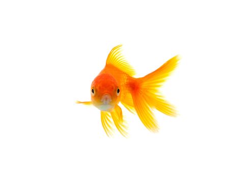 Gold fish isolated on a white background