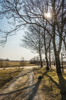 Trees against the light path and with lawn and shade