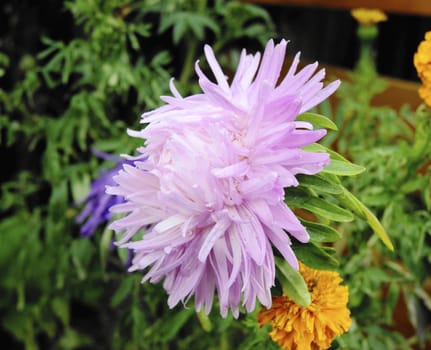 Beautiful flower in garden