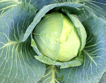 Harvest of the cabbage in vegetable garden