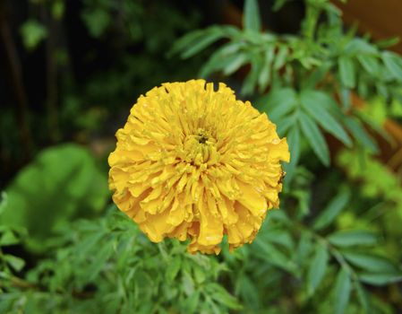 Beautiful yellow flower