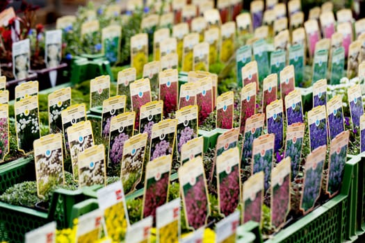 flowers assortement crop seed garden market in spring outdoor