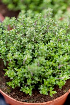 fresh green aromatc thyme herb macro on market outdoor
