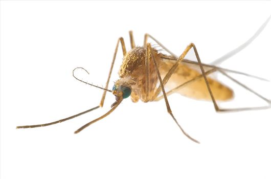 Mosquito isolated on white background