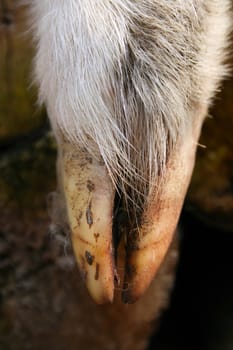 Close up of a lamb's hoof