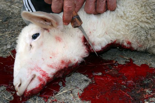 Butchery work, preparing a lamb, traditional way