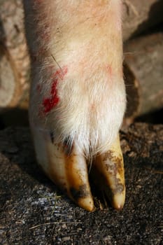 Close up of a lamb's hoof