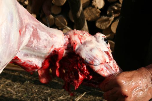 Butchery work, preparing a lamb, traditional way