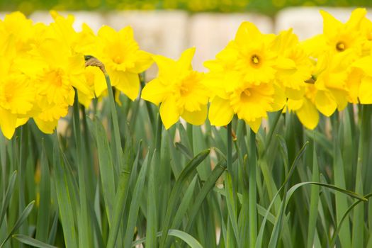 Heralds of spring