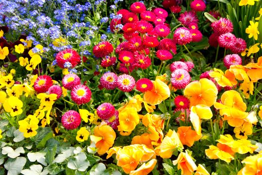 Heralds of spring