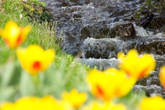 Beautiful stream with tulips in the front