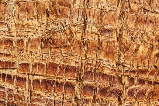 The texture of tree bark for background