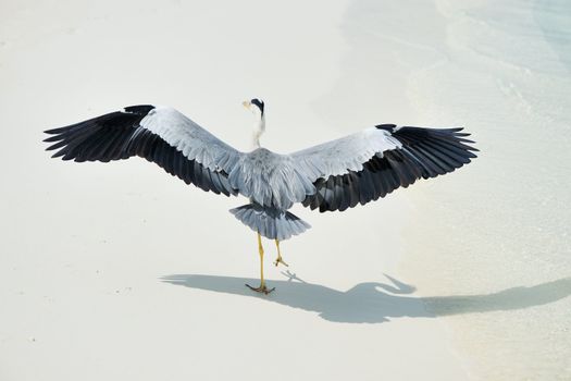 Heron at the beach on Maldivian island
