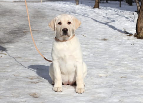 yellow labrador puppy on the snow in winter