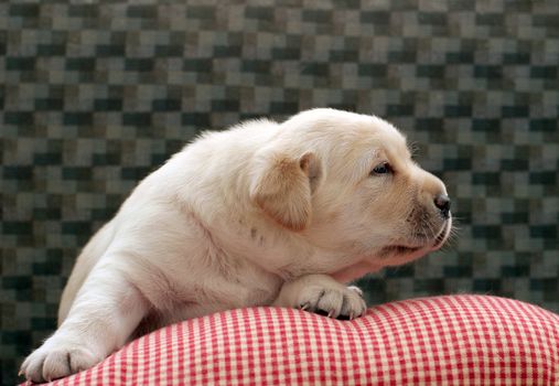 yellow labrador puppy of 3 weeks old 