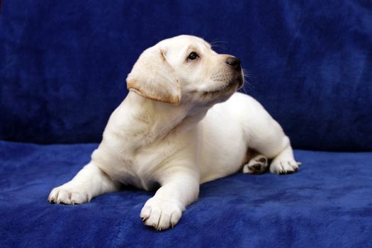 lovely yellow labrador puppy on the blue backgound