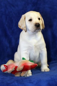 yellow labrador puppy with a toy on blue background