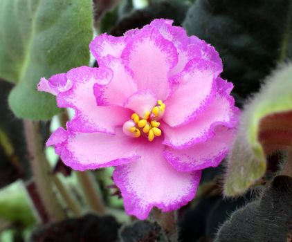 Bright pink Saintpaulia flower close up