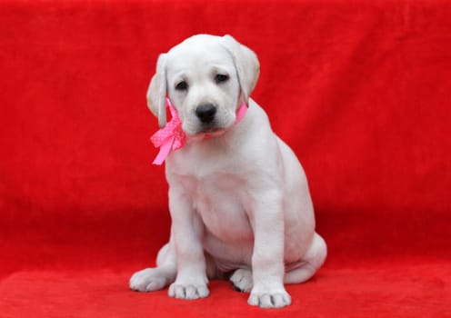 lovely yellow labrador puppy in pink ribbon portrait