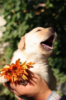 yellow labrador puppy in the hands with orange flowers