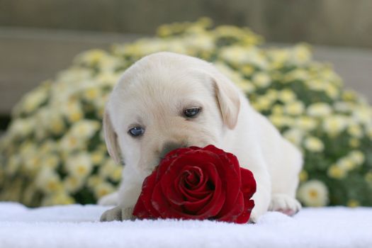 yellow labrador puppy with a red rose on the blue