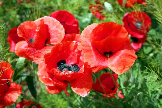 poppies field in the end of May