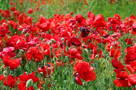 beautuful poppies field in the end of May