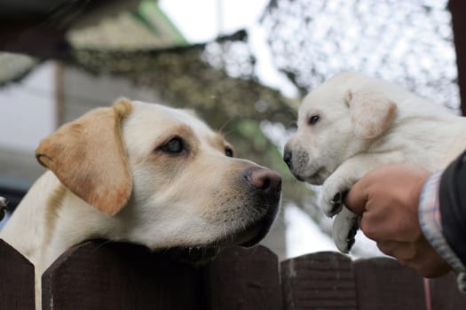 yellow labrador mother and her puppy looking at each other