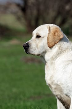A yellow labrador in the summer (spring) park close up