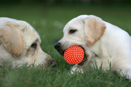 two yellow labradors (adult and puppy) playing with a ball