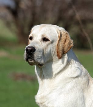 A yellow labrador in the summer (spring) park close up