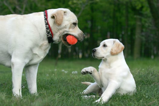 two yellow labradors (adult and puppy) playing with a ball