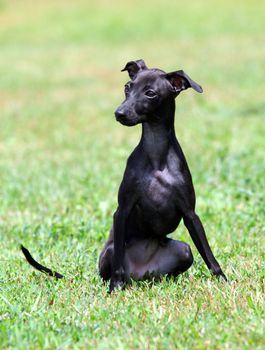 portrait of a black puppy purebred italian greyhound