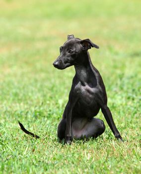 portrait of a black puppy purebred italian greyhound