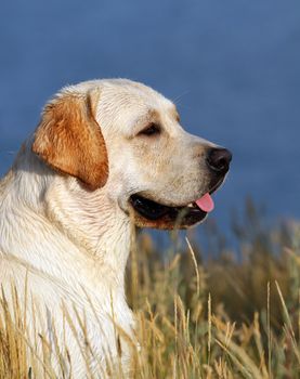 yellow labrador portrait in summer in the field