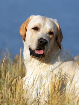 yellow labrador portrait in summer in the field