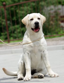 yellow labrador puppy sitting in the park at summer