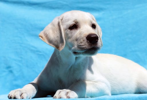 yellow labrador portrait on blue background