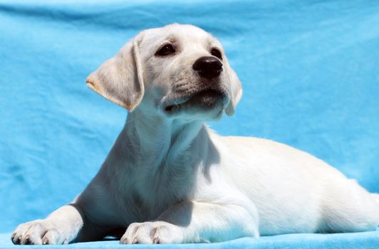 yellow labrador portrait on blue background