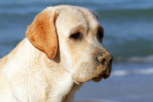yellow labrador looking at the sea in summer