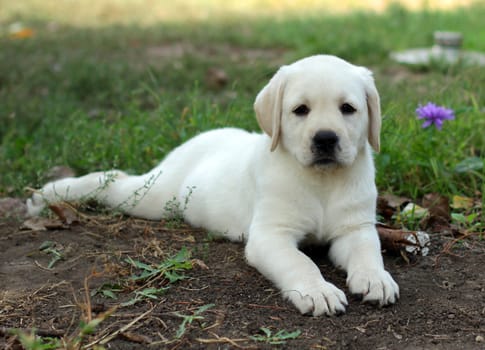 yellow labrador puppy laying in the garden on grass